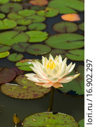 Кувшинка (Nymphaea) Стоковое фото, фотограф Наталья Гармашева / Фотобанк Лори