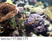 Рыбка Тюлевый апогон Каудерна. Стоковое фото, фотограф Галина Савина / Фотобанк Лори