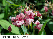 Недотрога железистая или Бальзамин железистоносный (лат. Impatiens glandulifera) Стоковое фото, фотограф Елена Коромыслова / Фотобанк Лори