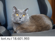 Британский кот на кресле. Стоковое фото, фотограф Елена Коромыслова / Фотобанк Лори