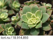 Эониум лат. Aeonium. Стоковое фото, фотограф Наталья Гармашева / Фотобанк Лори