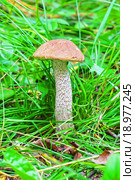 Гриб подберёзовик (  Leccinum scabrum ). Общий вид гриба в лесу среди травы. Стоковое фото, фотограф Евгений Мухортов / Фотобанк Лори