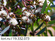 soap mallee leaves (Eucalyptus diversifolia) plant. Стоковое фото, фотограф Яков Филимонов / Фотобанк Лори