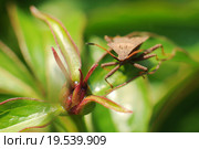 Клоп (Heteroptera), на зеленом листе. Малая глубина резкости. Стоковое фото, фотограф Юрий Морозов / Фотобанк Лори