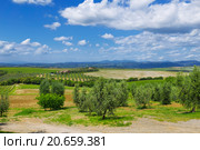 Rural landscape of olive groves on a sunny summer day (2014 год). Стоковое фото, фотограф Наталья Волкова / Фотобанк Лори
