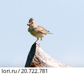 Жаворонок полевой. Skylark (Alauda arvensis). Стоковое фото, фотограф Василий Вишневский / Фотобанк Лори