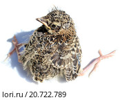 Жаворонок полевой. Skylark (Alauda arvensis) Стоковое фото, фотограф Василий Вишневский / Фотобанк Лори