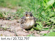 Жаворонок полевой. Skylark (Alauda arvensis). Стоковое фото, фотограф Василий Вишневский / Фотобанк Лори