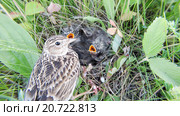 Жаворонок полевой. Skylark (Alauda arvensis). Стоковое фото, фотограф Василий Вишневский / Фотобанк Лори