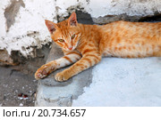 Рыжий кот. Стоковое фото, фотограф Морозова Татьяна / Фотобанк Лори