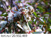 soap mallee leaves with flowers. Стоковое фото, фотограф Яков Филимонов / Фотобанк Лори