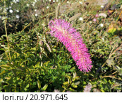 Кровохлебка притупленная (Sanguisorba obtusa), семейство Розоцветные. Стоковое фото, фотограф Заноза-Ру / Фотобанк Лори