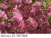 Pink apple-tree flowers. Стоковое фото, фотограф Сергей Пристяжнюк (Serg Zastavkin) / Фотобанк Лори