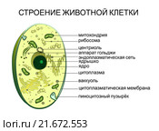 Строение животной клетки. Стоковая иллюстрация, иллюстратор Кабанова Виктория / Фотобанк Лори