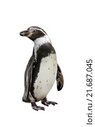 Humboldt penguin on white background isolated. Стоковое фото, фотограф Наталья Волкова / Фотобанк Лори