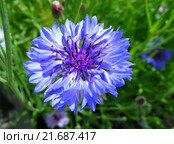 Василёк посевной (лат. Centaurea cyanus) Стоковое фото, фотограф lana1501 / Фотобанк Лори