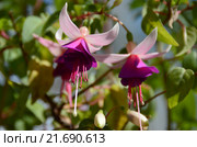 Многолетнее растение Фуксия (лат. Fuchsia) Стоковое фото, фотограф lana1501 / Фотобанк Лори