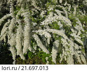 Цветущая Спирея серая Grefsheim (Spiraea cinerea Zabel) Стоковое фото, фотограф Валентина Качалова / Фотобанк Лори