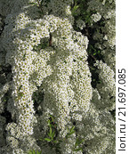 Цветущая Спирея серая Grefsheim (Spiraea cinerea Zabel) Стоковое фото, фотограф Валентина Качалова / Фотобанк Лори