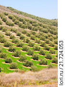 Olives fields. Стоковое фото, фотограф Яков Филимонов / Фотобанк Лори
