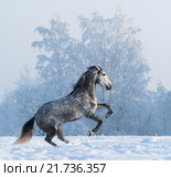 Испанская лошадь на дыбах в зимнем поле. Стоковое фото, фотограф Абрамова Ксения / Фотобанк Лори
