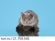 Серая кошка насторожилась. Стоковое фото, фотограф Наталья Ляйс / Фотобанк Лори