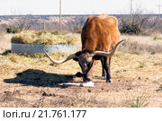 Бык породы техасский лонгхорн лижет соляной камень (2016 год). Стоковое фото, фотограф Ирина Кожемякина / Фотобанк Лори