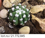 Эхинопсис субденудата Echinopsis subdenudata с деткой. Стоковое фото, фотограф Анна Мартынова / Фотобанк Лори