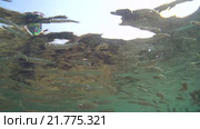 Косяк рыбок в море. Стоковое видео, видеограф Некрасов Андрей / Фотобанк Лори