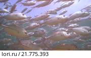 Непрерывная стая каранксов (Caranx sexfasciatus) плывет под поверхностью воды, Индийский океан, Шри-Ланка. Стоковое видео, видеограф Некрасов Андрей / Фотобанк Лори