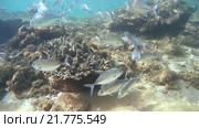 Стая каранксов (Caranx sexfasciatus) на станции очистки, Индийский океан. Стоковое видео, видеограф Некрасов Андрей / Фотобанк Лори