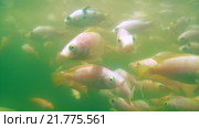 Большая стая Мозамбикских теляпий (Oreochromis mossambicus), Шри-Ланка. Стоковое видео, видеограф Некрасов Андрей / Фотобанк Лори