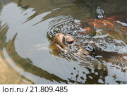 Оливковая морская черепаха (Lepidochelys olivacea) плавает на мелководье, Индийский океан. Стоковое фото, фотограф Некрасов Андрей / Фотобанк Лори