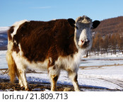 Бык - хайнык зимой. Стоковое фото, фотограф Александр Алексеевич Миронов / Фотобанк Лори