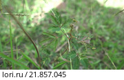 Mimosa Pudica. Вид растения чувствительного к прикосновению. Стоковое видео, видеограф Гурьянов Андрей / Фотобанк Лори