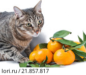 Европейский короткошерстный кот и мандарины. Стоковое фото, фотограф Алёшина Оксана / Фотобанк Лори