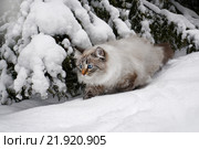 Сибирская Невская Маскарадная кошка на прогулке в зимнем лесу. Стоковое фото, фотограф ElenArt / Фотобанк Лори