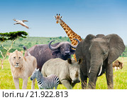 Дикие животные Африки (коллаж) (2012 год). Стоковое фото, фотограф E. O. / Фотобанк Лори
