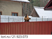 Собака овчарка заливисто лает из-за забора задрав морду. Стоковое фото, фотограф Максим Мицун / Фотобанк Лори