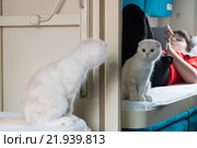 The kitten looks in mirror at a train compartment. Стоковое фото, фотограф Володина Ольга / Фотобанк Лори