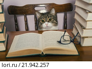 Кот сидит за столом перед стопками книг. Стоковое фото, фотограф Okssi / Фотобанк Лори