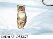 Кот на снегу. Стоковое фото, фотограф Александр Пуненко / Фотобанк Лори