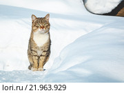 Кот на зимнем фоне. Стоковое фото, фотограф Александр Пуненко / Фотобанк Лори