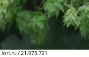 Ripe hop cones in the hop garden. Стоковое видео, видеограф Игорь Жоров / Фотобанк Лори
