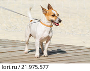 Джек Рассел терьер (Jack Russell Terrier) Стоковое фото, фотограф Алёшина Оксана / Фотобанк Лори