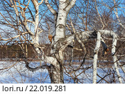 Корявая береза. Стоковое фото, фотограф Анатолий Матвейчук / Фотобанк Лори