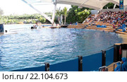 Касатка брызгает водой на посетителей с помощью хвоста (Orca show). Зоопарк Лоро (Loro Park). Пуэрто де ла Круз (Puerto de la Cruz), Тенерифе, Канарские острова, Испания (2016 год). Редакционное видео, видеограф Кекяляйнен Андрей / Фотобанк Лори