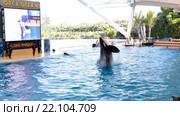Шоу в океанариуме с черно белыми касатками Orca show. Зоопарк Лоро (Loro Park). Пуэрто де ла Круз (Puerto de la Cruz), Тенерифе, Канары, Испания (2016 год). Редакционное видео, видеограф Кекяляйнен Андрей / Фотобанк Лори