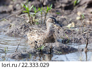 Чирок-трескунок. Garganey (Anas querquedula). Стоковое фото, фотограф Василий Вишневский / Фотобанк Лори