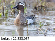 Чирок-трескунок. Garganey (Anas querquedula). Стоковое фото, фотограф Василий Вишневский / Фотобанк Лори